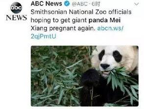 国产熊猫介绍视频下载,视频揭秘国宝魅力